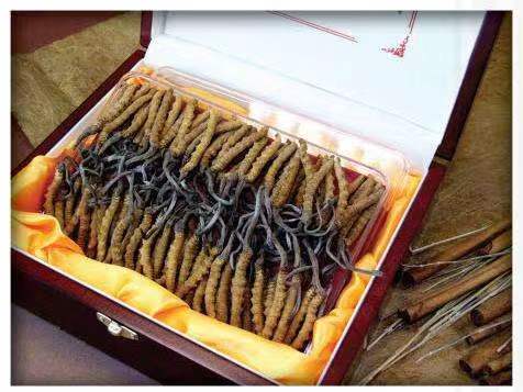 霍城冬虫夏草回收